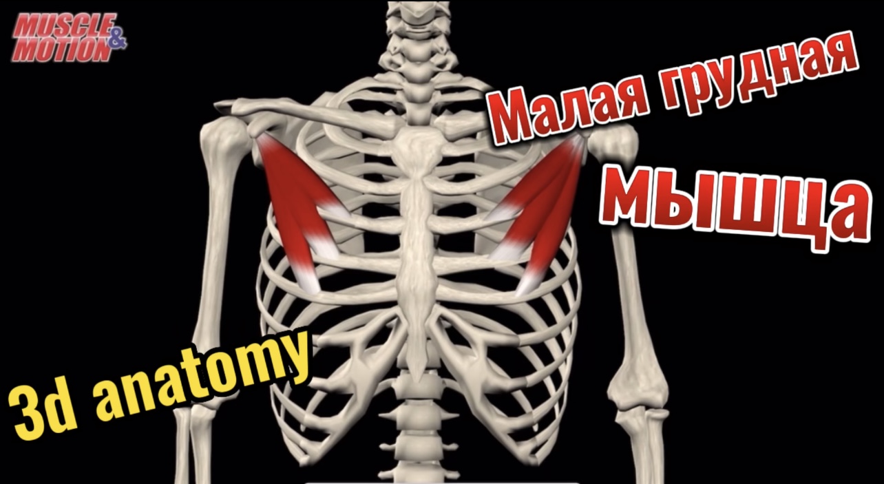 3d anatomy. Малая грудная мышца. смотреть онлайн