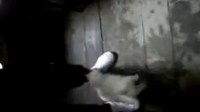 белый кот молится смотреть онлайн