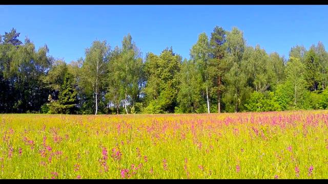 Луговые цветы полевые. смотреть онлайн