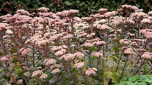Sedum Matrona