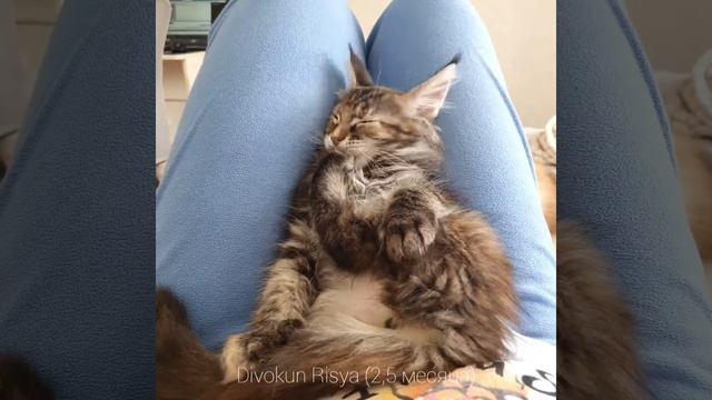 Рыся (Divokun Risya) 2,5 месяца. Кошка мейн-кун чёрная мраморная черепаха (MCO f22) смотреть онлайн