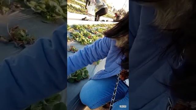 ISRAEL: Strawberry Picking at Kefar Sava Israel смотреть онлайн