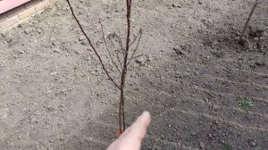 Абрикос колоновидный Принц Март сорт для Подмосковья цена саженца