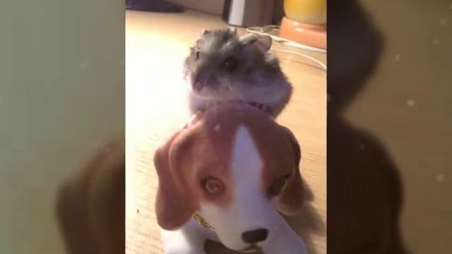 Мой хомяк🐹(Вечная память!💝) смотреть онлайн