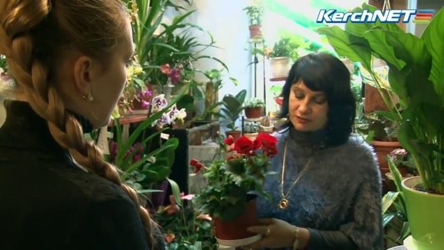 Как выбирать комнатные цветы в магазине смотреть онлайн