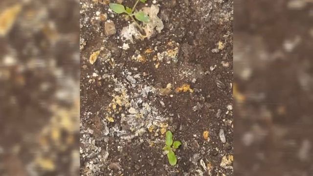 Чёрная смородина с семян смотреть онлайн