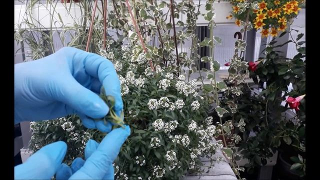 Черенкование ампельного алиссума смотреть онлайн