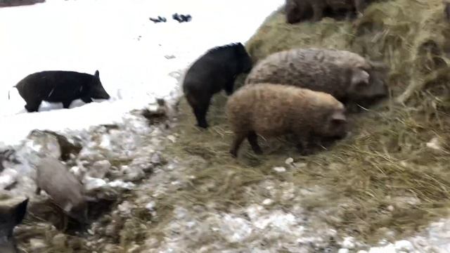 Мангалица травоядная порода смотреть онлайн