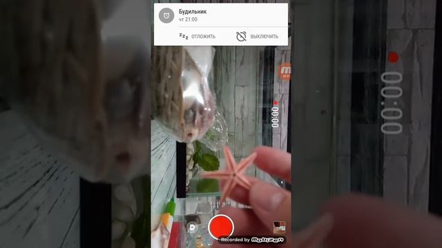 Украшаем аквариум рыбки с ракушками смотреть онлайн