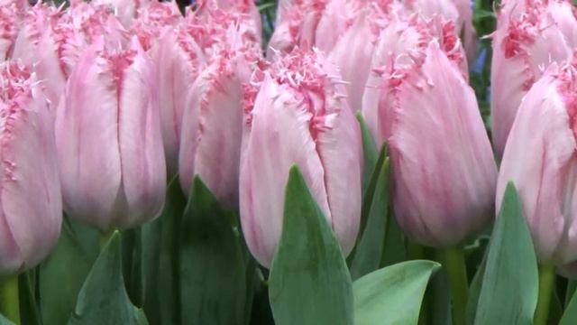 Tulip Bulbs Santander - Grow Tulip Bulbs with DutchGrown.com смотреть онлайн