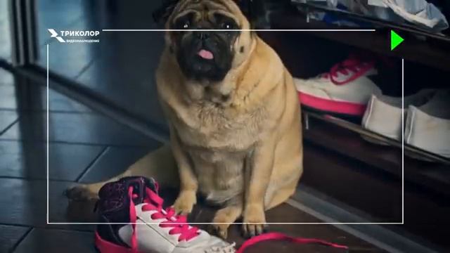 Знакомьтесь — система видеонаблюдения от Триколора! смотреть онлайн