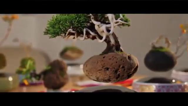 Floating Bonsai Trees Are Now A Reality смотреть онлайн