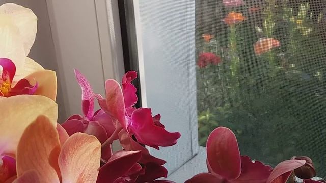 Мои орхидеи- мой утренний релакс и заряд позитива! смотреть онлайн