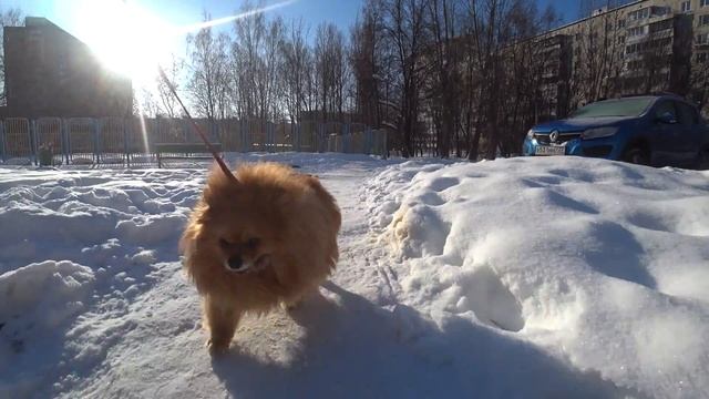 СОНИ АС300 тест/SONY HDR-AS300 test/walk sunny day with little leo смотреть онлайн