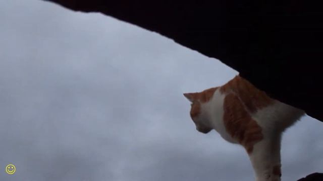 Кот КУЗЯ из деревни Волчиха!!! смотреть онлайн