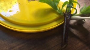 ЧЕРЕНКУЮ ГОРТЕНЗИИ ПОЧКАМИ. Что делать с одревесневшими черенками если они не дали корни.