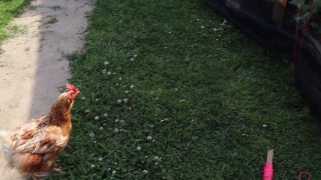 Hoop House Ventilation || Easy Roll Up Sides || How We Did It! смотреть онлайн