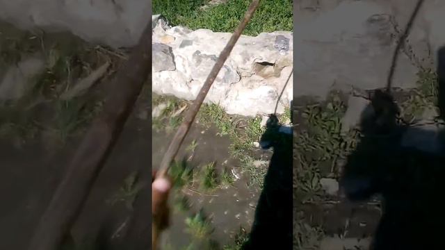 Купаем собаку смотреть онлайн