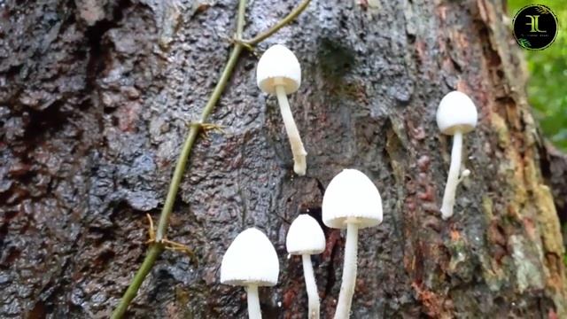 Look at The Fancy Mushrooms That Caught My Eyes | Lot Of Wild Mushrooms In The Forrest смотреть онлайн