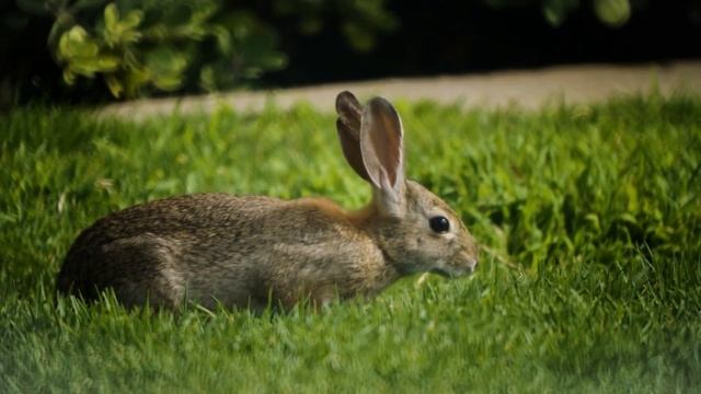 15 Crazy Ways Animals Give Birth смотреть онлайн