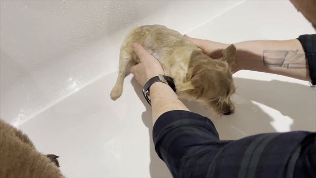 At home dog grooming with Diego Dalla Palma Doggy Shampoo | Clean & Vegan D.Dog Shampoo смотреть онлайн
