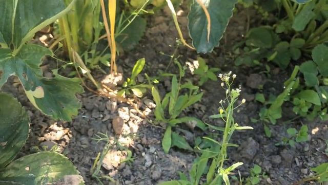 Результат после всех подкормок и обработок Клубники Мой любимый сорт Полка смотреть онлайн