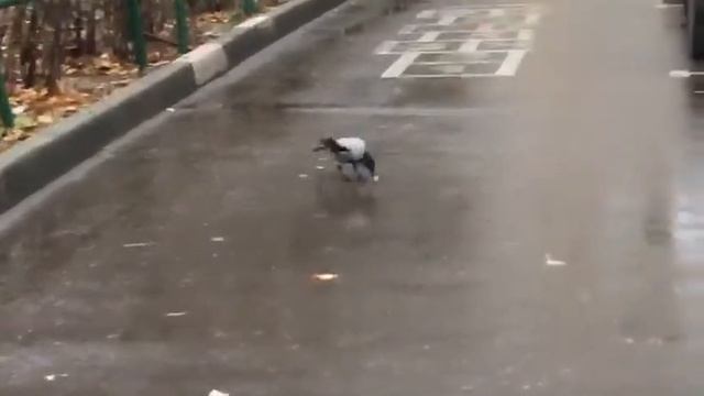 Вороны-москвички меня разбудили… смотреть онлайн