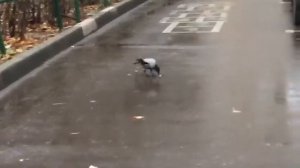 Вороны-москвички меня разбудили…