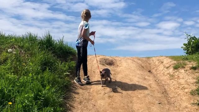 ЗАГАР СФИНКСА. ВЕСЬ ДЕНЬ В ЛЕСУ смотреть онлайн