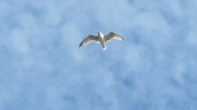 Полёт чайки смотреть онлайн