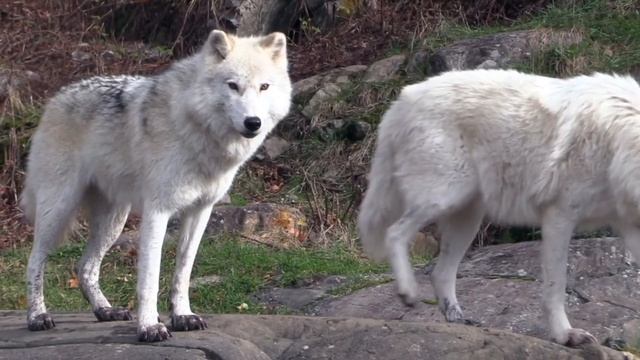 NEW! ANIMAL VOICES: POLAR BEAR, TAPIR, GIRAFFE, GOAT, DUCKS, LION, OSTRICH, MONKEY, COW смотреть онлайн