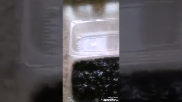 Посев эустомы смотреть онлайн