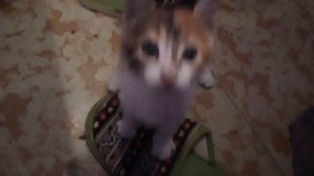 Кот полицейский.Новороссийск смотреть онлайн