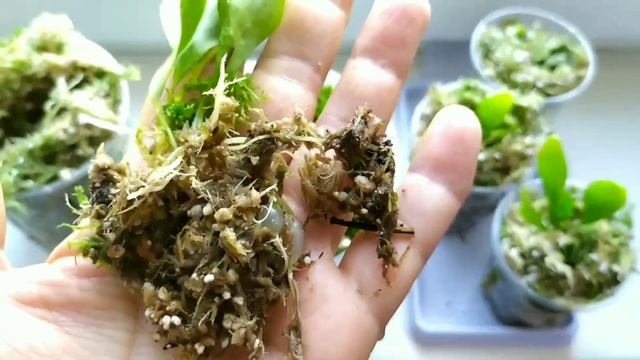 Пузырчатка Альпина( Utricularia Alpina). Пересадка. смотреть онлайн