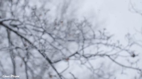 Classical music relaxes the soul and heart - Mozart, Chopin, Beethoven, Bach, Tchaikovsky 🎧🎧