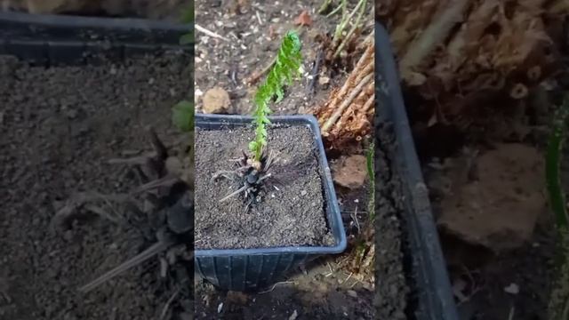 Папоротник садовый. Два разных сорта. смотреть онлайн