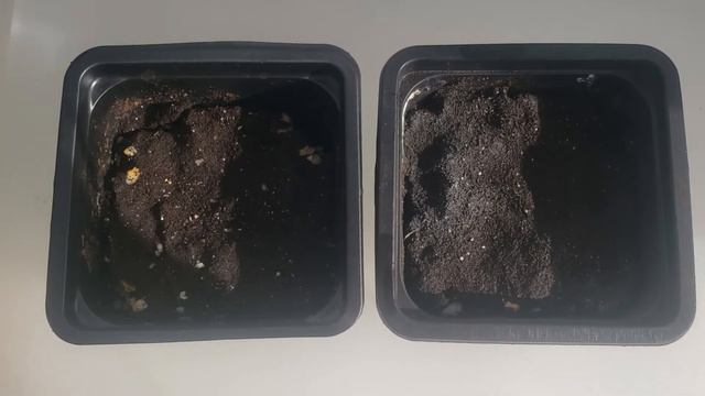 I planted succulent seeds | DID THEY GROW?| смотреть онлайн