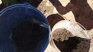 ХРИЗАНТЕМА  Высаживаю в открытый грунт