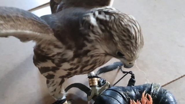 Сокол который живет в гараже / Хищная птица атакует / Время Сокола смотреть онлайн