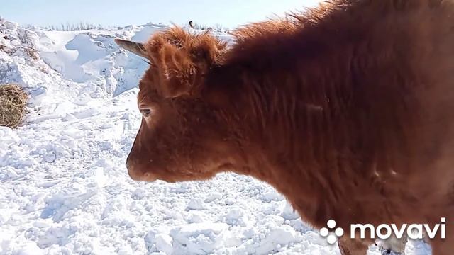 Коровы, зима. смотреть онлайн