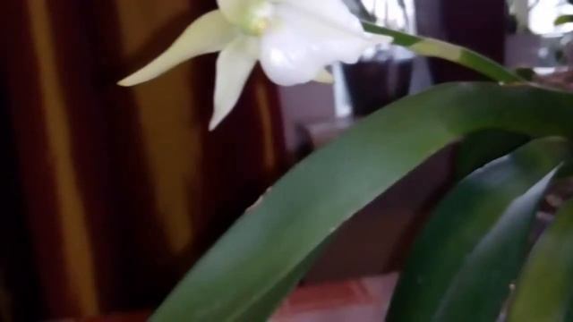 Angraecum veitchii. Уход. Цветение. смотреть онлайн