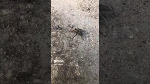 Операция «М» #Shorts ??Помощь мухе смотреть онлайн