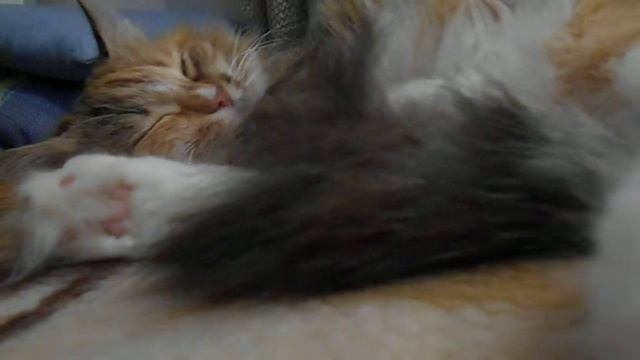 Будет мягкой пусть подушка:) Кошка Подушка. смотреть онлайн