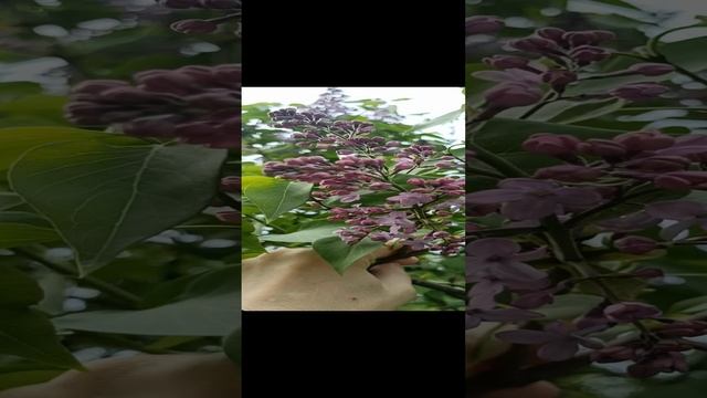 Сонник. Сирень во снах.MP4 смотреть онлайн