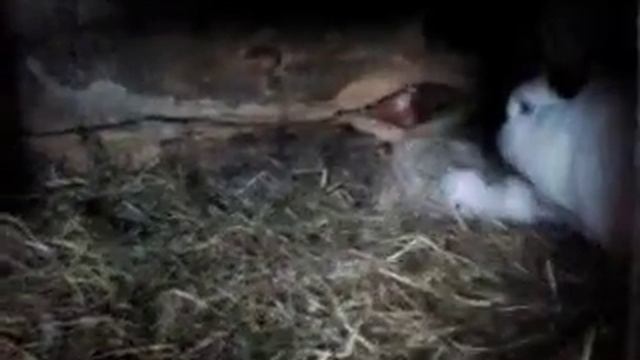 Содержание кроликов серого великана и калифорнийцо смотреть онлайн