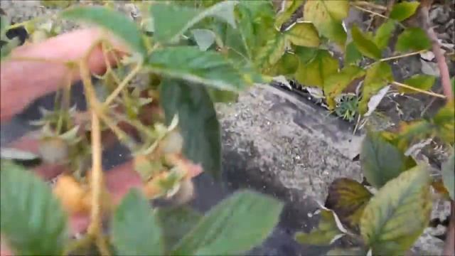 Малина Дабл Голд. октябрь 2020 смотреть онлайн