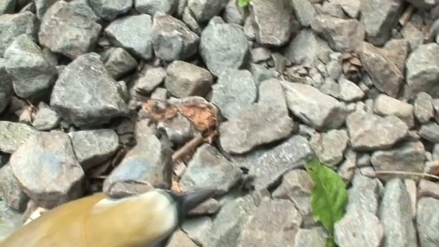 Bird Bits #6--Bird Bounce смотреть онлайн