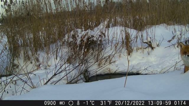 Хитрый лис декабрь 2022, фотоловушка