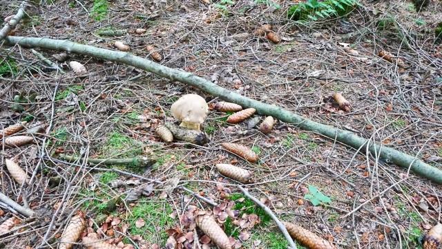 Goryczak Żółciowy -Grzyb nie jadalny смотреть онлайн