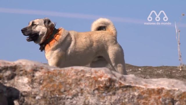LEOPARDO vs KANGAL: QUEM VENCE ESSA LUTA? смотреть онлайн